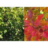 Direct Plants Pyrus Calleryana Chanticleer Tree 6ft Tall Supplied in a 12 Litre Pot by Directplants in Green