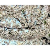 Direct Plants Prunus Chocolate Ice Flowering Cherry Tree 6ft Tall Supplied in a 12 Litre Pot by Directplants in Green