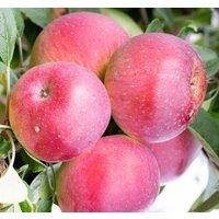 Direct Plants Apple Tydemans Early Worcester Fruit Tree 6ft Tall Supplied in a 12 Litre Pot by Directplants in Red