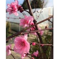 Direct Plants Prunus Spring Glow Tree 6ft Tall Supplied in a 12 Litre Pot by Directplants in Green