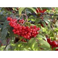 Direct Plants Sorbus Sheerwater Seedling Mountain Ash Tree 6ft Tall Supplied in a 12 Litre Pot by Directplants in Green