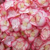 Plant Theory Miss Saori Garland Hydrangea Outdoor Shrub Plant Hydrangea 2L Pot in Green