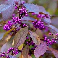 Plant Theory Giraldii Profusion Beauty Berry Shrub Plant Callicarpa Bodinieri Var. 2L Pot in Green