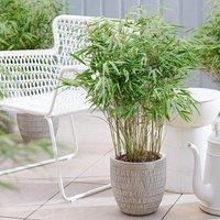 Plant Theory Dragon Head Bamboo Fargesia Rufa Outdoor Plant 50cm - 70cm Tall 2 Litre Pot in Green
