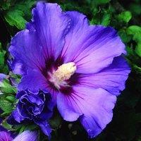 Plant Theory Oiseau Bleu Tree Hollyhock Shrub Plant Hibiscus Syriacus 2L Pot in Green
