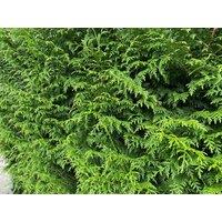 Direct Plants Thuja Plicata Gelderland Western Red Cedar 3-4ft Pack of 10 Supplied in 3 Litre Pots in Green