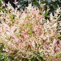 Plant Theory Twilight Heavenly Bamboo Outdoor Shrub Plant Nandina Domestica 2L Pot in Green