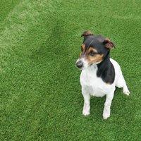 Artificial Grass GB Shamrock 40mm Artificial Grass in Green | Size: 4000mm x 7000mm