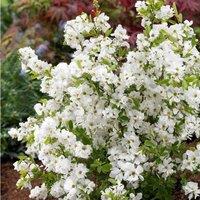 Plant Theory Niagara Pearl Bush Outdoor Shrub Plant Exochorda x Macrantha 2L Pot in Green