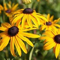 Plant Theory Sullivantii Goldsturm Black Eyed Susan Perennial Flowering Plant Rudbeckia 2L in Green