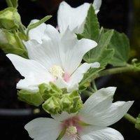 Plant Theory Barnsley Baby Mallow Outdoor Shrub Plant Malva x Clementii 2L Pot in Green