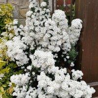 Plant Theory Spring Bling Daisy Bush Outdoor Shrub Plant Olearia Phlogopappa 2L Pot in Green
