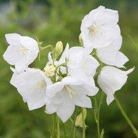 Plant Theory Alba Peach Leaved Bellflower Perennials Flowering Plants Campanula 2L Pot in Green