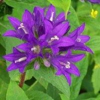 Plant Theory Superba Clustered Bellflower Perennial Flowering Plant Campanula 2L Pot in Green