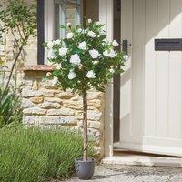 mysmartbuy Artificial Potted Hoxton Rose Tree - Home or Garden Faux Plant in White