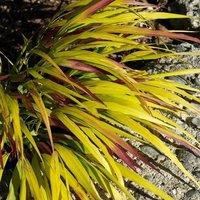 Plant Theory Sunflare Grass Hakonechloa Macra Outdoor Ornamental Plant 2L Pot in Green