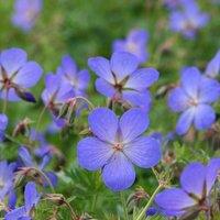 Plant Theory Johnson's Blue Cranesbill Perennials Flowering Plants Geranium Johnsonii 2L Pot in Green