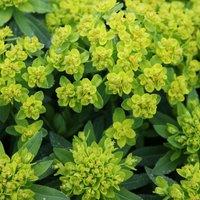 Plant Theory Spurge Perennials Flowering Plants Euphorbia Palustris 2L Pot in Green