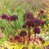 Plant Theory Perennials Flowering Plants Angelica Gigas Purple Flowering Plant 2L Pot in Green