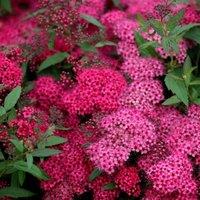 Plant Theory Anthony Waterer Japanese Spiraea Shrub Plant Spiraea Japonica 2L Pot in Green