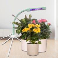 Boxer Gifts Wicked Waterer Plant Booster LED Grow Light