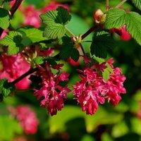 Plant Theory King Edward Vii Flowering Currant Shrub Plant Ribes Sanguineum 2L Pot in Green
