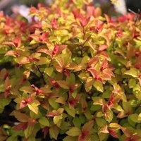 Plant Theory Goldflame Japanese Spiraea Outdoor Shrub Plant Spiraea Japonica 2L Pot in Green