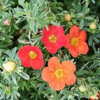 Plant Theory Marian Red Robin Shrubby Cinquefoil Shrub Plant Potentilla Fruticosa 2L Pot in Green