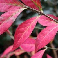 Plant Theory Winged Spindle Fire Bush Outdoor Shrub Plant Euonymus Alatus 2L Pot in Green