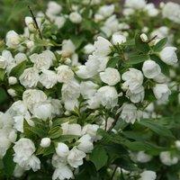 Plant Theory Manteau D'Hermine Mock Orange Outdoor Shrub Plant Philadelphus 2L Pot in Green