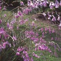 Plant Theory Angel's Fishing Rod Perennials Flowering Plants Dierama Pulcherrimum 1L Pot in Green