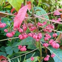 Plant Theory Red Cascade Spindle Outdoor Shrub Plant Euonymus Europaeus 2L Pot in Green