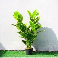 90cm Artificial Faux Ficus Elastica with Yellow-Edged Leaves for Home & Office