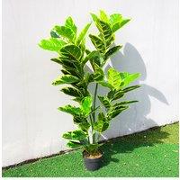 120cm Artificial Faux Ficus Elastica with Yellow-Edged Leaves for Home & Office