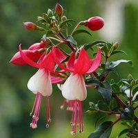 Plant Theory Snowcap Fuchsia Outdoor Shrub Plant Fuchsia Flowering Garden Plants 2L Pot in Green
