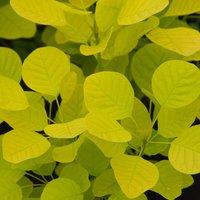 Plant Theory Golden Spirit Smoke Bush Outdoor Shrub Plant Cotinus Coggygria 2L Pot in Green