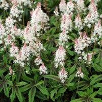 Plant Theory Spring Symphony Foam Flower Perennials Flowering Plants Tiarella 2L Pot in Green