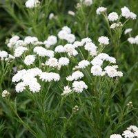 Plant Theory The Pearl Yarrow Sneezewort Perennials Flowering Plants Achillea Ptarmica 2L Pot in Green