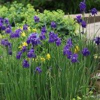 Plant Theory Caesar's Brother Siberian Iris Perennials Flowering Plants Iris 2L Pot in Green