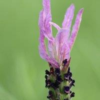 Plant Theory Pedunculata Lavender Outdoor Shrub Plant Lavandula Pedunculata 2L Pot in Green