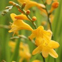 Plant Theory George Davison Montbretia Perennials Flowering Plants Crocosmia 2L Pot in Green