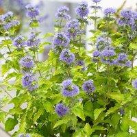 Plant Theory Hint Of Gold Bluebeard Shrub Plant Caryopteris x Clandonensis 2L Pot in Green