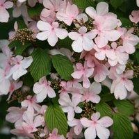 Plant Theory Tomentosum Pink Beauty Japanese Snowball Bush Shrub Plant Viburnum 2L Pot in Green