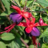 Plant Theory Lady Boothby Fuchsia Outdoor Shrub Plant Fuchsia Fairy Garden Bush 2L Pot in Green