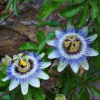 Plant Theory Passiflora caerulea Passion Flower Blue Flowering Vine Plant 60cm Cane 3L Pot