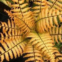 Plant Theory Alpine Wood Fern Jurassic Gold Dryopteris Wallichiana Outdoor Ferns Plant 2L Pot in Green