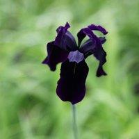 Plant Theory Black-Flowered Gold Marked Iris Perennials Flowering Plants Iris 2L Pot in Green