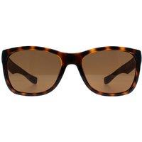 Lacoste Men's Square Havana Brown Polarized L662SP