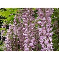 Direct Plants Wisteria Sinensis Pink Climbing Plant Grafted 3-4ft Tall Large Supplied in a 3 Litre Pot in Green