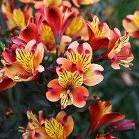 Plant Theory Indian Summer Peruvian Lily Perennials Flowering Plants Alstroemeria 2L Pot in Green